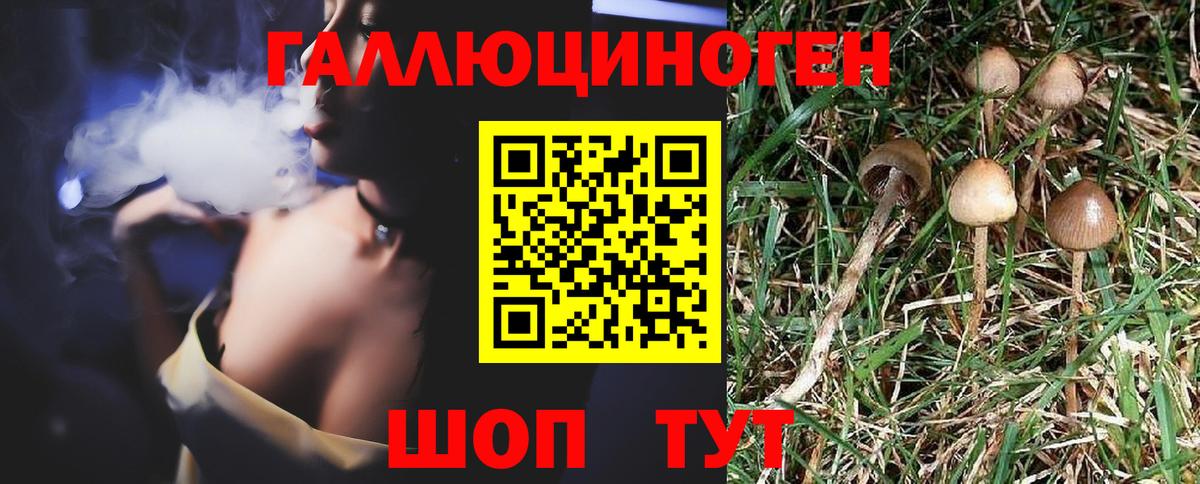 Псилоцибиновые грибы Cubensis Кизляр